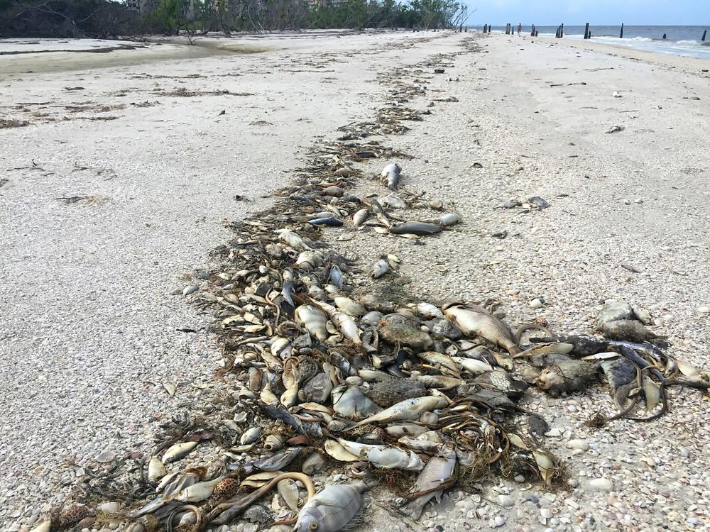 Red tide kills hundreds of fish, turtles in southwest Florida