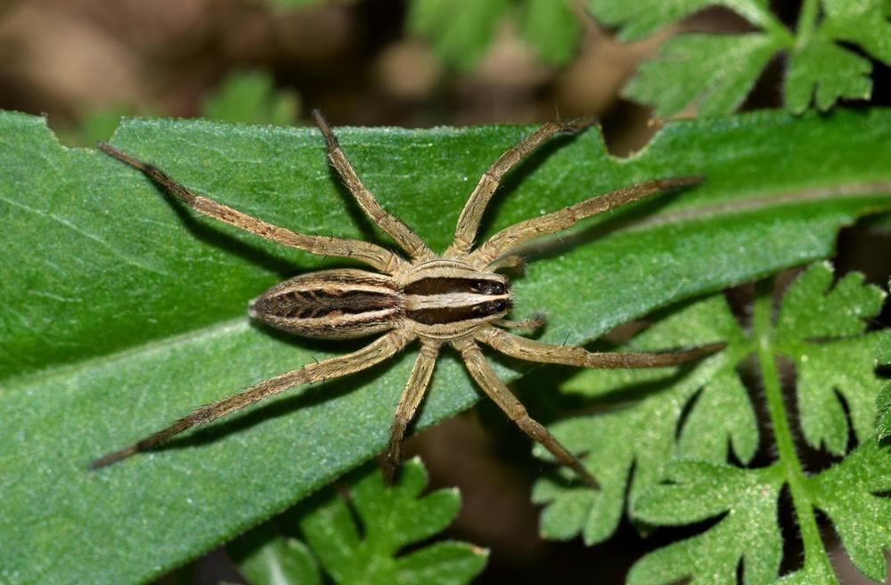 Wolf spiders love the color green, study shows