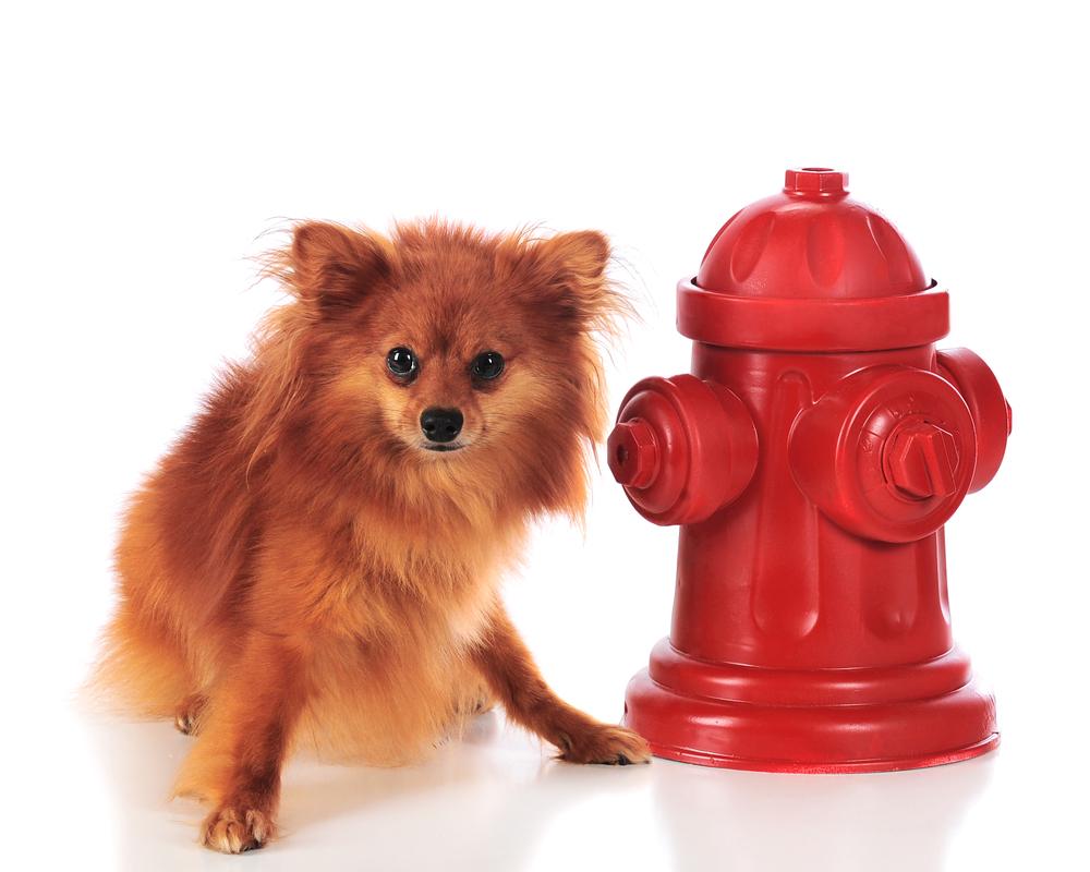 Do petite pooches have short dog syndrome?