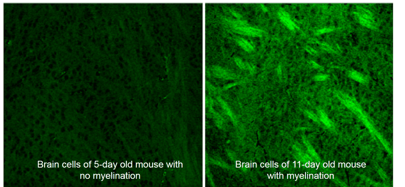 New technology reveals changes within individual living cells