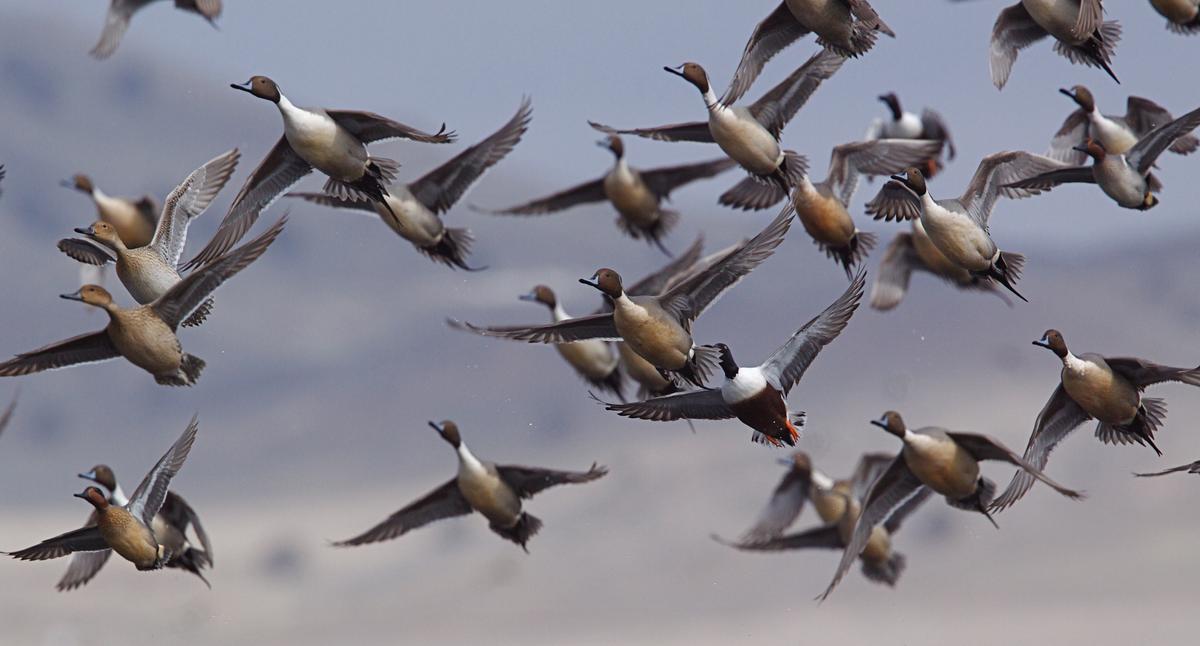 Smarter Together: Mixed species foraging flocks