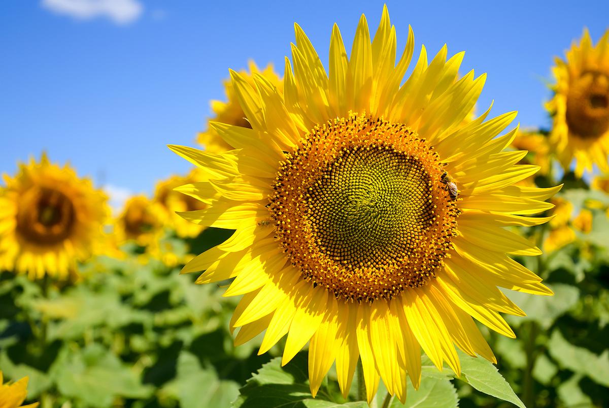 The net of life: Hybridization and evolution