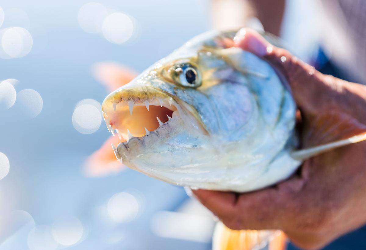 In what distant deeps: The terrifying tigerfish