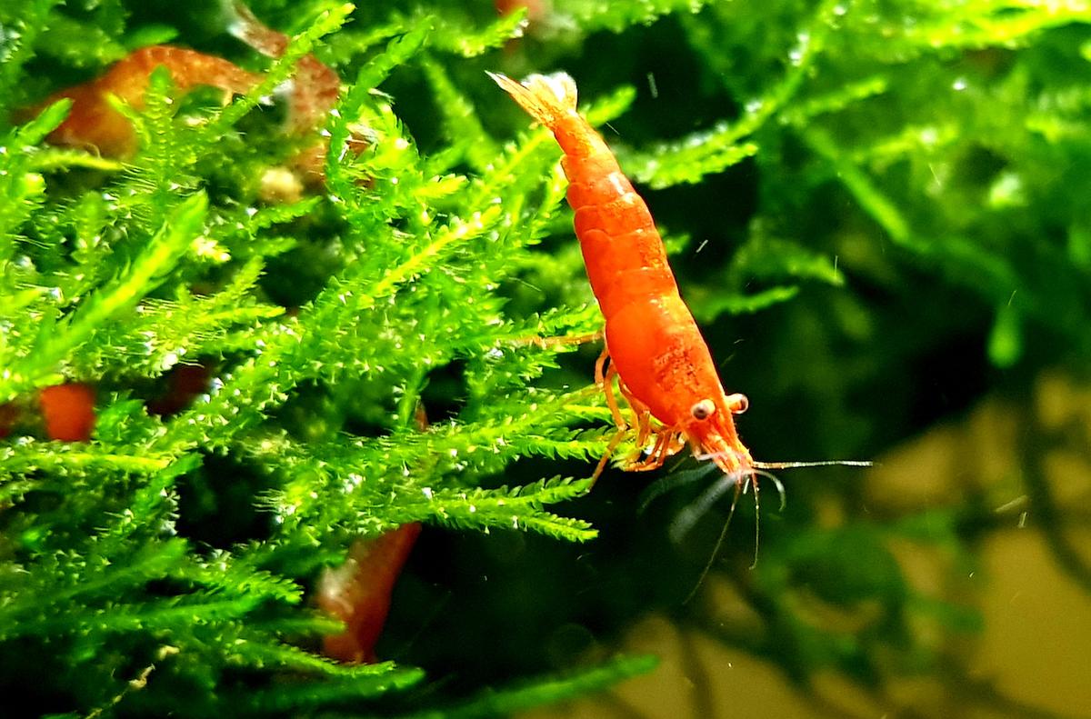 Red invasion: The rise of the Red Cherry Shrimp