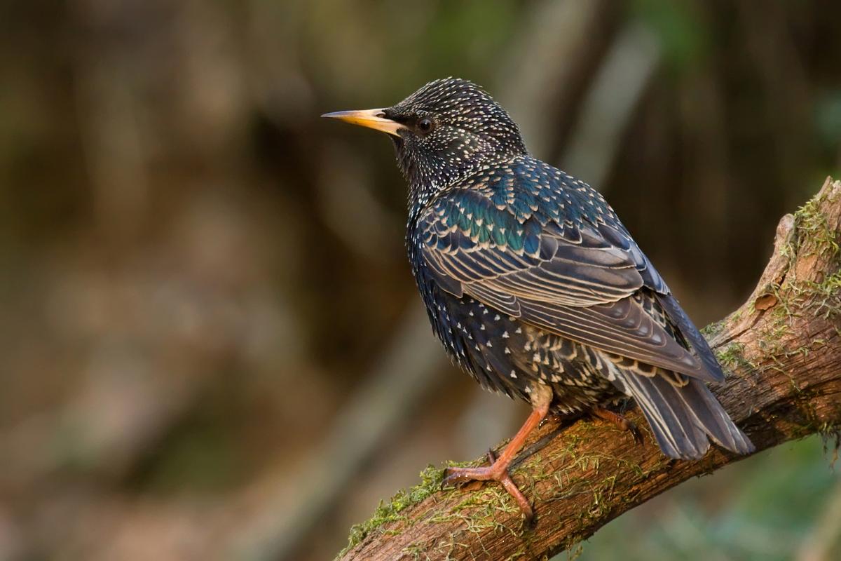 Starlings, darling: The making of an American pest