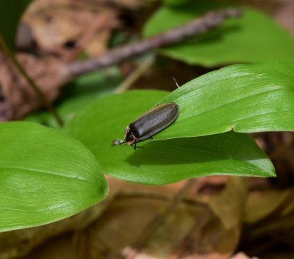 2018/08/The-evolution-of-fireless-fireflies.jpg