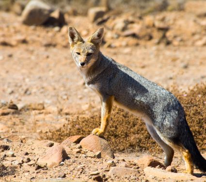 2018/09/When-wild-animals-are-mistaken-for-pets.jpg