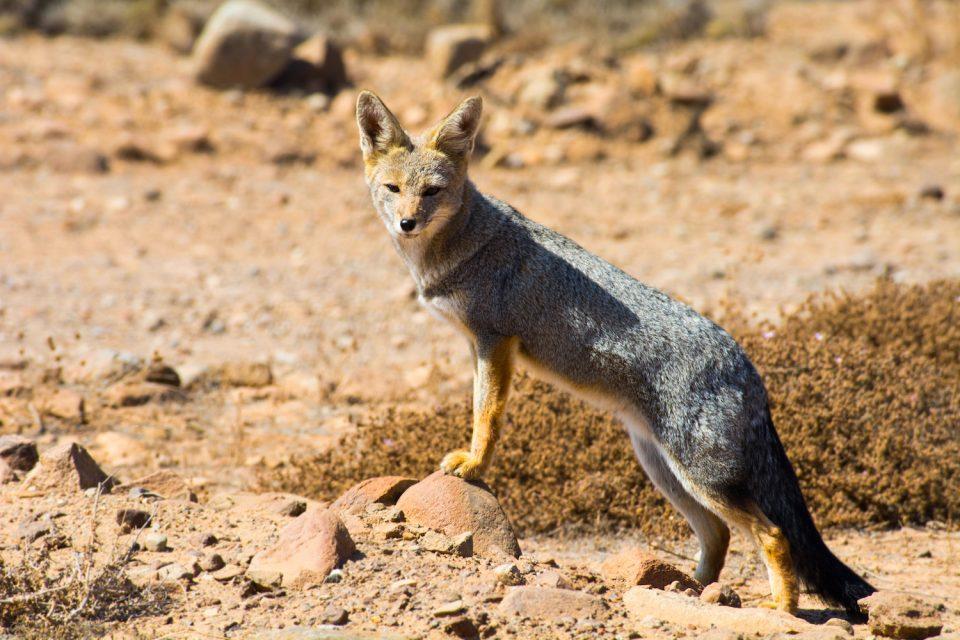 When wild animals are mistaken for pets