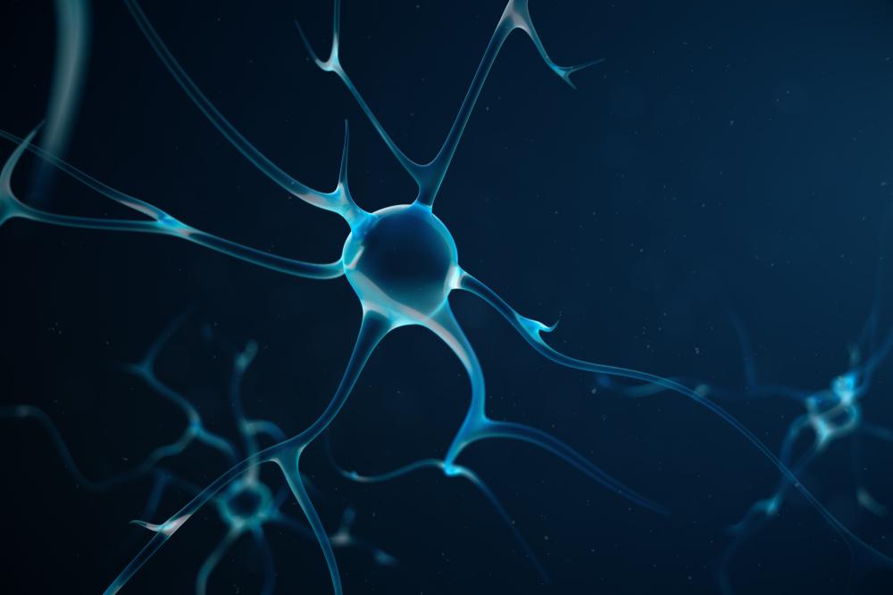 Study: risk-takers can thank the bravery cells in their brains