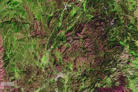 Beetles are destroying forests in South Dakota