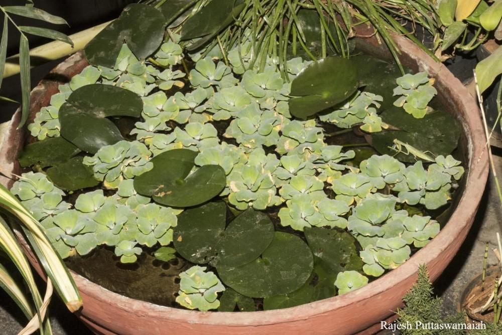 Praying mantis in India fishes up a nice, big meal