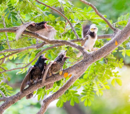 2018/09/Brood-parasitism-in-the-animal-kingdom.jpg