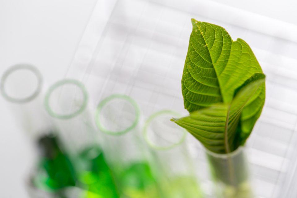 Scientists seek use for plant byproduct of biofuels