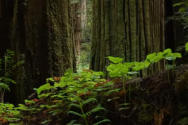 Plants can cool off the air by sweating