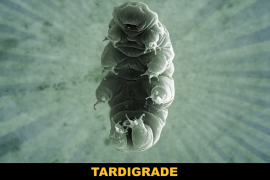 What makes the tardigrade so resilient?