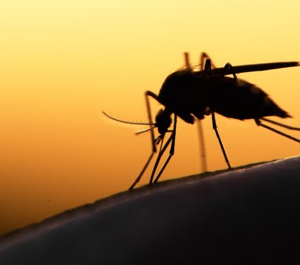 2018/10/Malaria-Mosquitoes.jpg