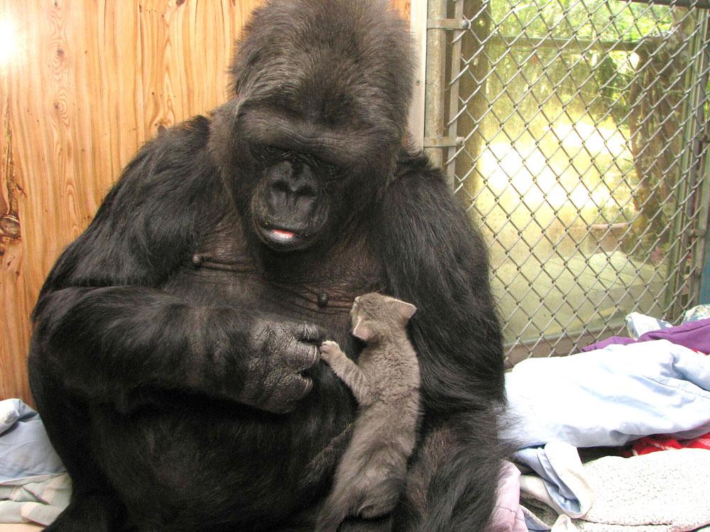 Do non-human primates keep pets?