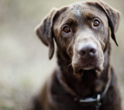 2018/10/Chocolate-Lab.jpg