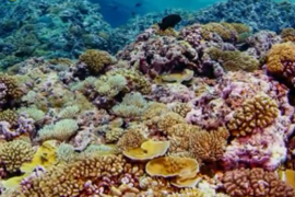 Coral reefs with better access to food are more resilient