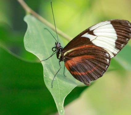 2018/10/How-butterflies-get-their-wing-colors.jpg