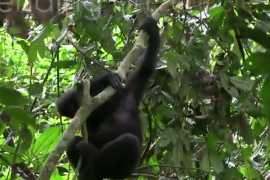 Why do humans take longer to mature than other animals?