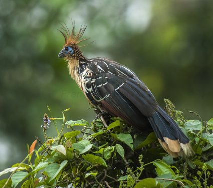 2018/11/The-case-of-the-stinking-bird.jpg