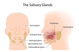 2018/11/what-is-salivary-glands.jpg