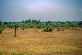 Land affected by overgrazing