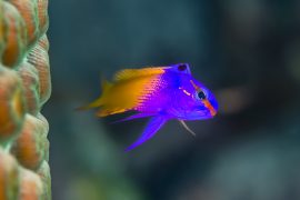 Royal Gramma side on, next to star coral