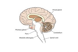 2018/11/what-is-pineal-gland1.jpg