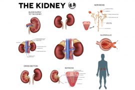 2018/11/what-is-kidney.jpg
