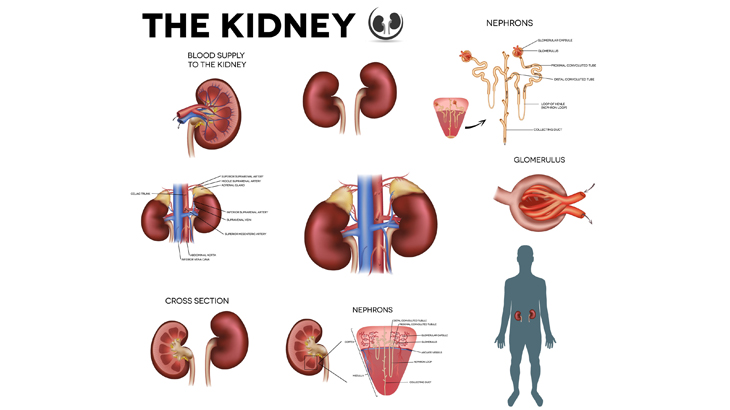 What is Kidney?