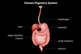 2018/11/what-is-esophagus.jpg