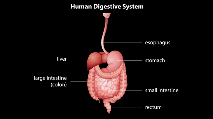 What is Esophagus?
