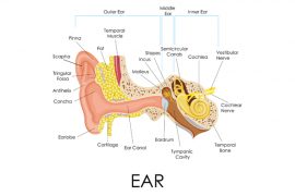2018/11/what-is-ear.jpg