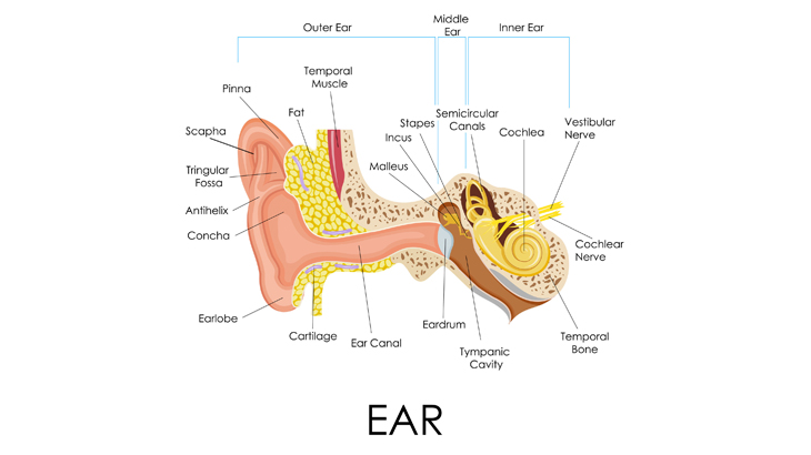 What is Ear?