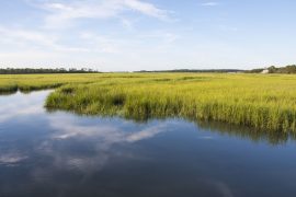 South Carolina salt marshlands