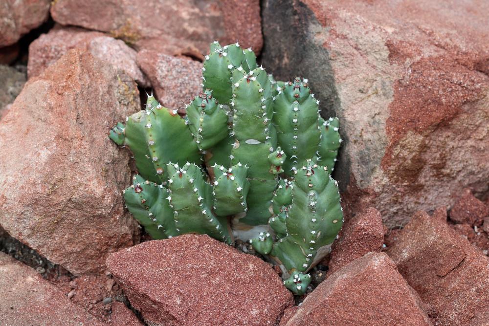 Sometimes a nerve-destroying chemical can be a good thing