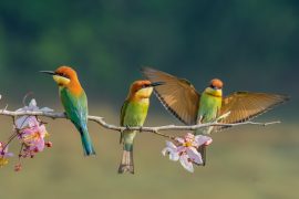 Can rice actually kill birds?