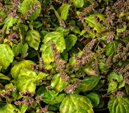 2018/11/The-mysterious-origins-of-patchouli.jpg