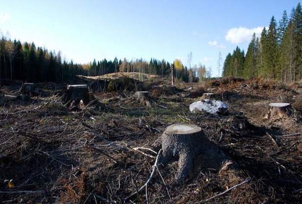 What is Clearcutting?