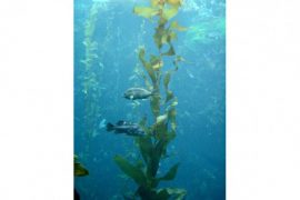 2018/11/Kelp+Forest.jpg