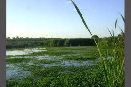 2018/11/Wetland.jpg