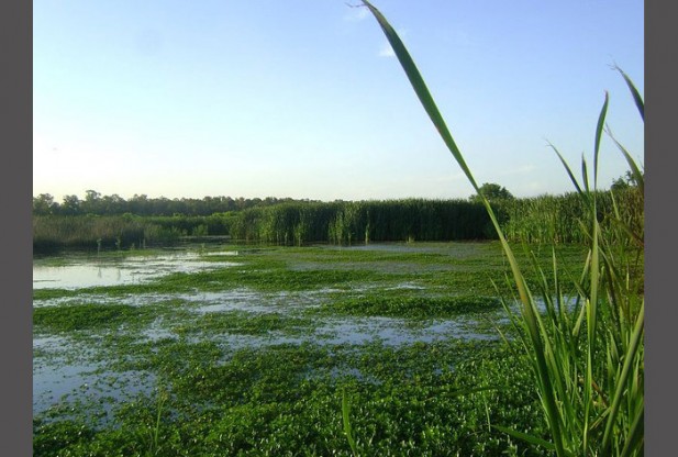 What is Wetland?