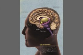 2018/11/Brain.jpg