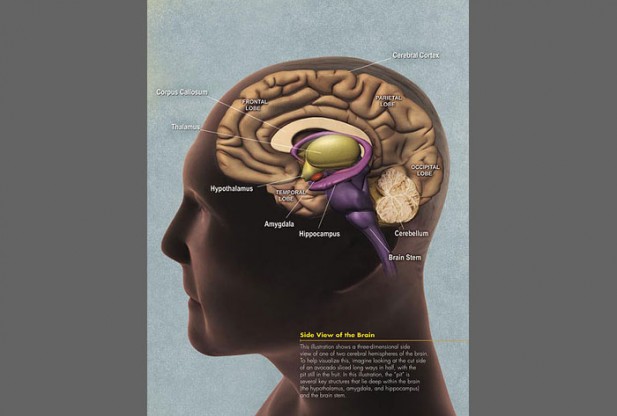 What is Brain?