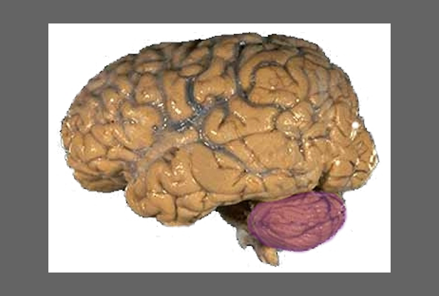 What is Cerebellum?