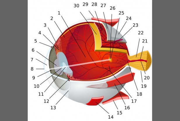 What is Eye?