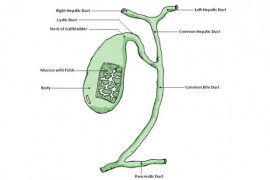 2018/11/Gall+Bladder.jpg