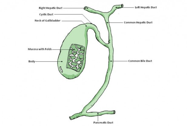 What is Gall Bladder?